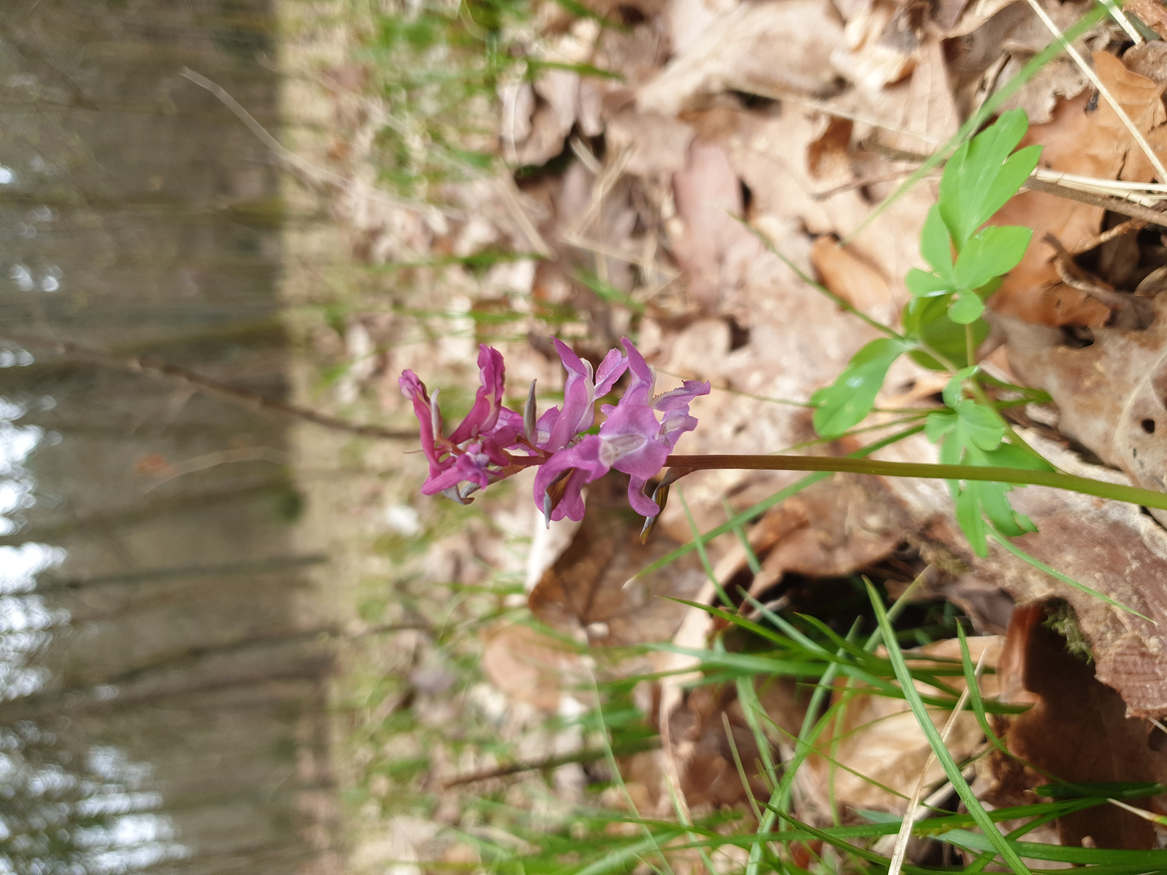 Corydalis cava