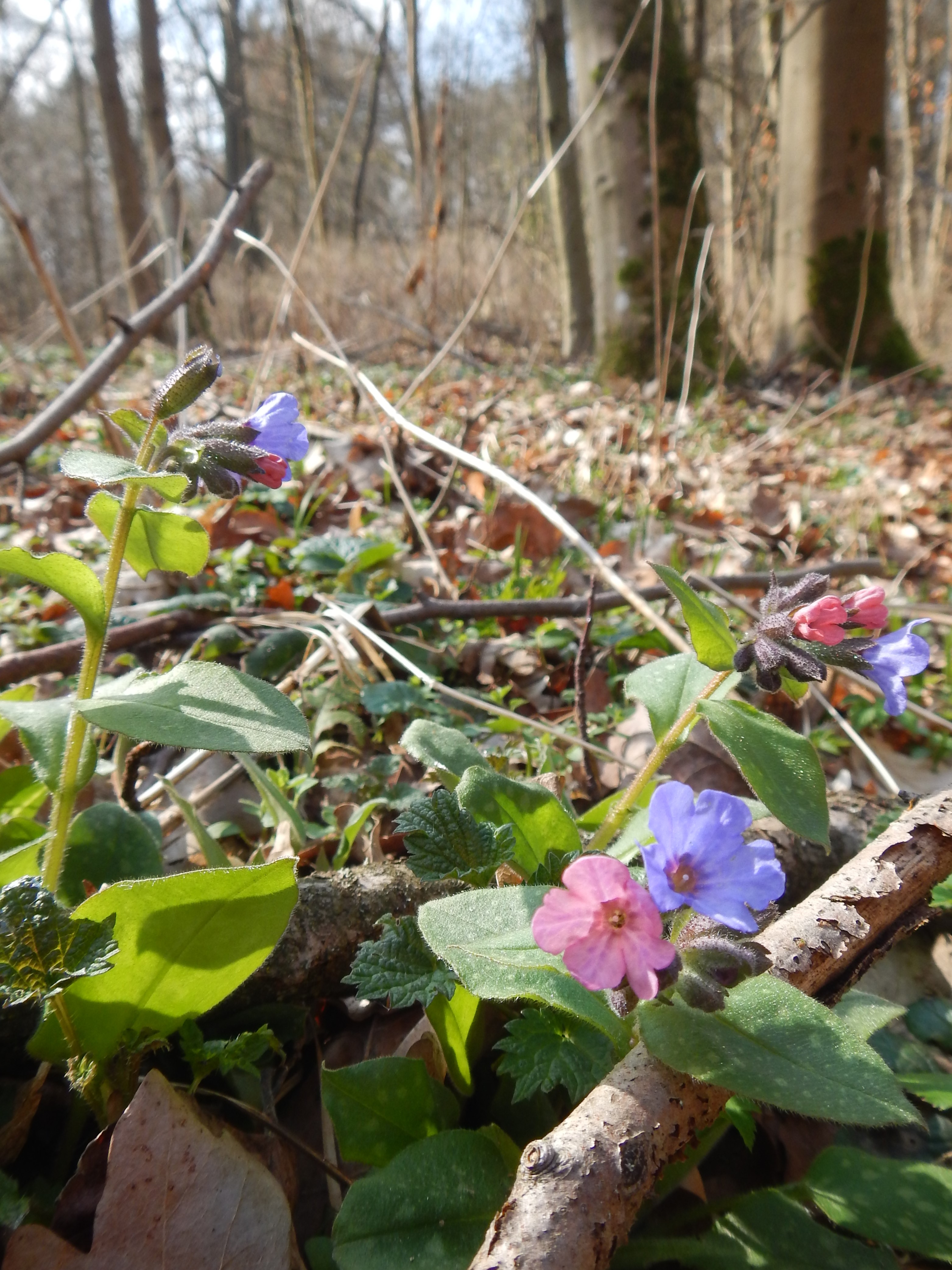 Pulmonaria officinalis 1