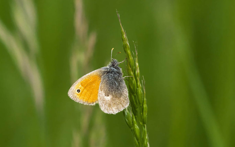 Naturraum Hellerau